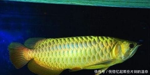 什么龍魚長的最大：世界上最大的淡水魚之一巨骨舌魚體長可達(dá)6米，體長可達(dá)6米