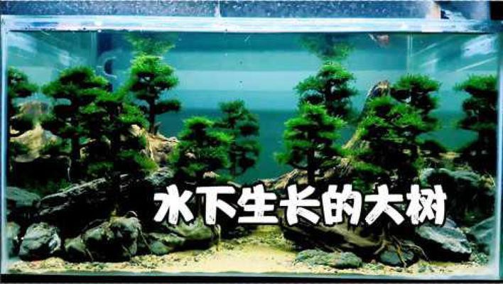 60公分魚(yú)缸造景效果圖視頻講解：60公分魚(yú)缸造景基本思路 魚(yú)缸百科 第2張