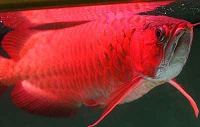 龍魚魚苗多少錢一條?。糊堲~魚苗價格一般多少錢一斤？