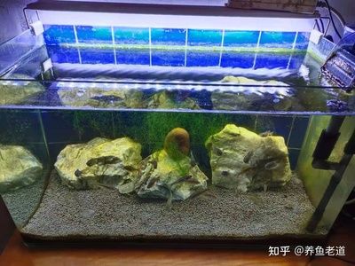 90厘米魚缸多少魚好：90厘米魚缸養(yǎng)魚的注意事項(xiàng) 魚缸百科 第4張