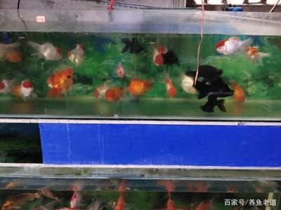 90厘米魚缸多少魚好：90厘米魚缸養(yǎng)魚的注意事項(xiàng) 魚缸百科 第3張