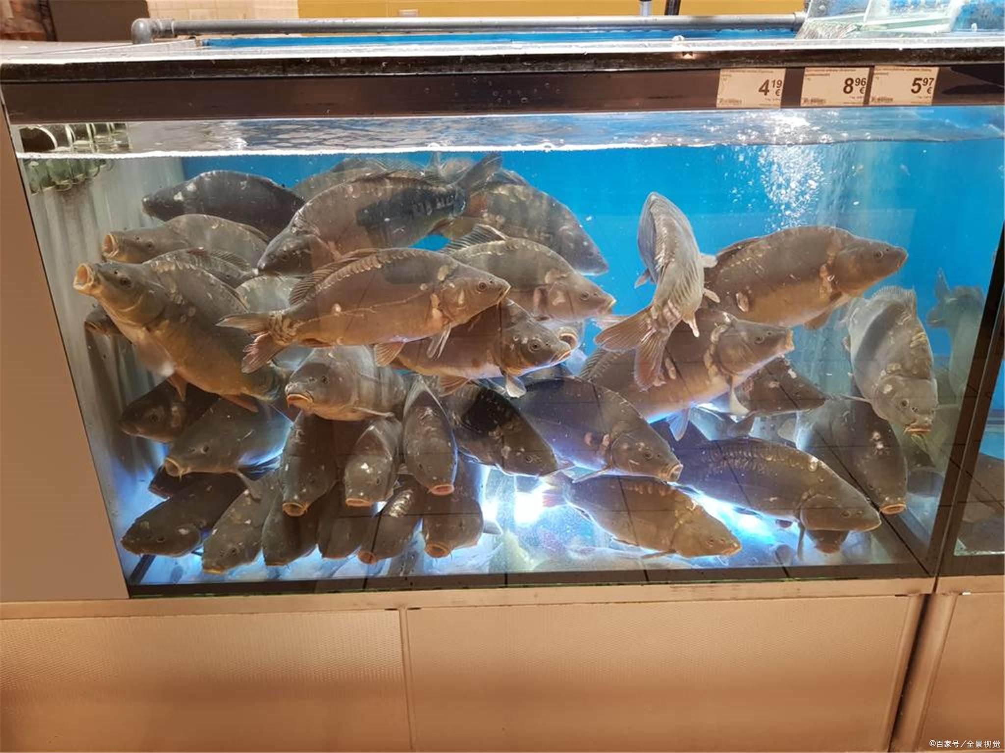 50的魚缸適合養(yǎng)多少魚：50升的魚缸適合養(yǎng)什么樣的魚 魚缸百科 第4張