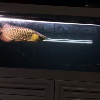 怎么辨別紅龍魚是不是寬身魚：如何辨別紅龍魚是否為寬身魚 龍魚百科 第1張