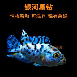 銀河星鉆魚批發(fā)：關(guān)于銀河星鉆魚批發(fā)和貨源基地的一些信息及養(yǎng)殖特性