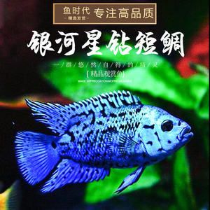 銀河星鉆魚批發(fā)：關(guān)于銀河星鉆魚批發(fā)和貨源基地的一些信息及養(yǎng)殖特性