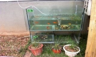 速倍妥龍魚飼料和仟湖龍魚飼料哪個好：速倍妥龍魚飼料怎么樣 龍魚百科 第3張