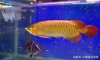 龍魚(yú)金龍魚(yú)眼睛長(zhǎng)：\