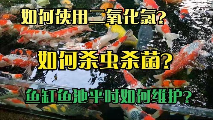 80的魚缸小嗎：80的魚缸在尺寸上是否是最小的選擇？ 魚缸百科 第2張