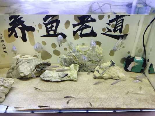 40魚缸養(yǎng)什么魚最漂亮：40厘米的小魚缸養(yǎng)什么魚最漂亮？ 魚缸百科 第3張