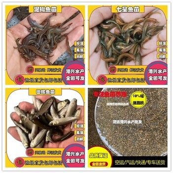 龍魚(yú)苗吃什么好：如何馴化龍魚(yú)苗吃人工飼料