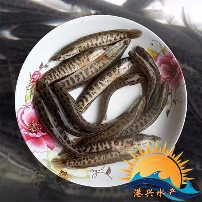 龍魚(yú)苗吃什么好：如何馴化龍魚(yú)苗吃人工飼料