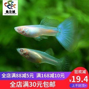 6mm玻璃魚缸極限 魚缸百科 第4張