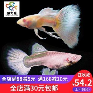 6mm玻璃魚缸極限 魚缸百科 第1張