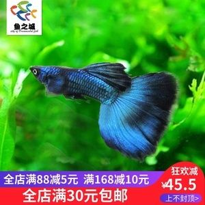 6mm玻璃魚缸極限 魚缸百科 第3張