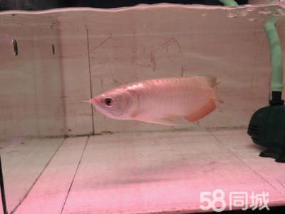 為什么龍魚的背會浮在水面上下不去：龍魚背浮在水面上下不去可能有多種原因以下是根據(jù)搜索結果總結的