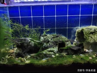 25厘米魚缸造景：25厘米的魚缸如何造景