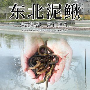 龍魚翻白肚怎么了：龍魚翻白肚怎么辦 龍魚百科 第2張