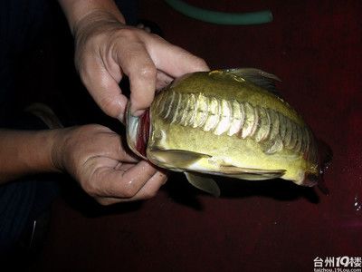 龍魚為什么會(huì)叫：龍魚在繁殖期會(huì)發(fā)出嗚嗚的叫聲，