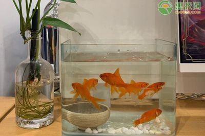 5條小金魚需要多大的魚缸：養(yǎng)5條小金魚需要多大的魚缸