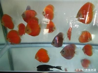 5條小金魚需要多大的魚缸：養(yǎng)5條小金魚需要多大的魚缸