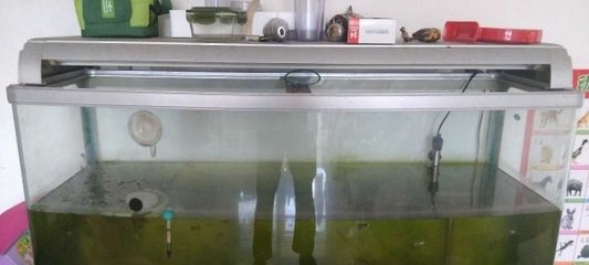 4毫米厚的玻璃魚缸怎么樣：魚缸玻璃厚度如何選擇 魚缸百科 第2張