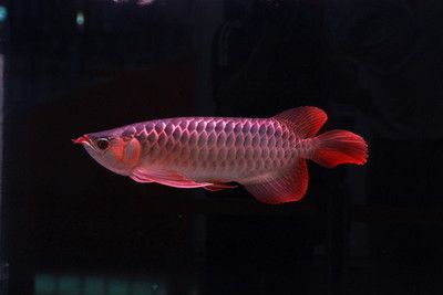 2024觀賞魚展會：2024年中國(國際漁業(yè)博覽會2024年觀賞魚展會地點 魚缸百科 第3張