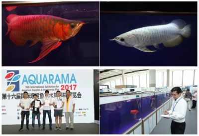 2024觀賞魚展會：2024年中國(國際漁業(yè)博覽會2024年觀賞魚展會地點 魚缸百科 第2張