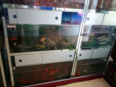 60的魚缸適合養(yǎng)什么冷水觀賞魚？：60厘米的魚缸適合養(yǎng)什么樣的魚？ 魚缸百科 第2張