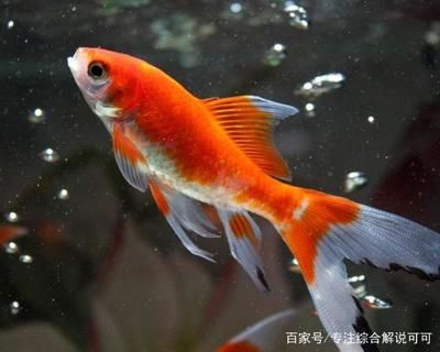 80厘米魚缸適合養(yǎng)幾條錦鯉魚：80厘米的魚缸適合養(yǎng)幾條錦鯉魚 魚缸百科 第1張