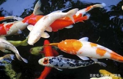 80厘米魚缸適合養(yǎng)幾條錦鯉魚：80厘米的魚缸適合養(yǎng)幾條錦鯉魚 魚缸百科 第2張