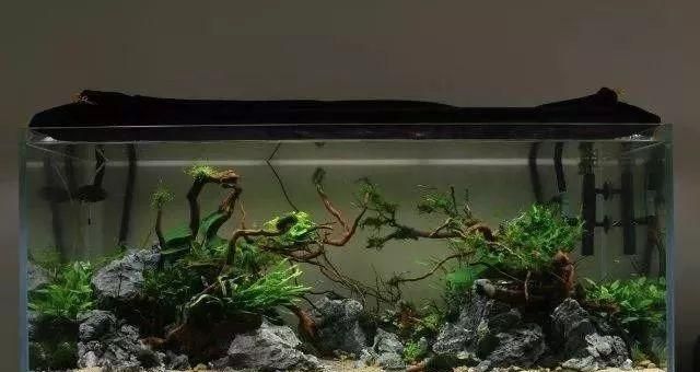 50的魚缸怎么造景：50厘米魚缸造景-棲木草缸造型教程 魚缸百科 第4張