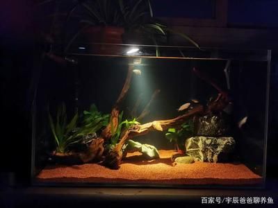 80的魚缸能養(yǎng)多大的魚：80厘米的魚缸可以養(yǎng)活多種不同種類和大小的魚 魚缸百科 第2張