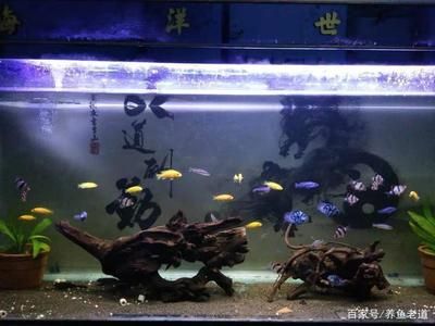 1米大魚缸養(yǎng)什么魚合適：1米大魚缸養(yǎng)魚的適宜種類