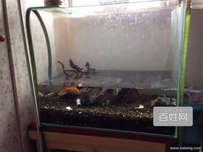 juwel德國黑鉆魚缸：juwel德國黑鉆魚缸關(guān)鍵信息juwel德國黑鉆魚缸 魚缸百科 第2張