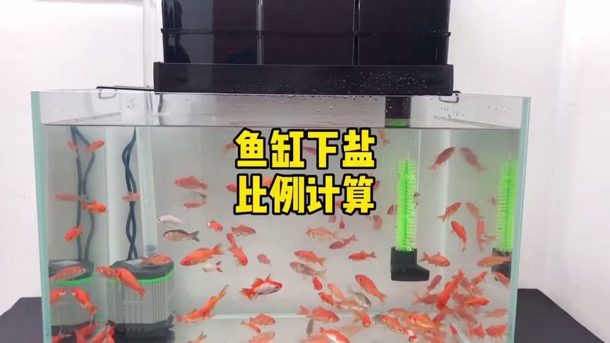 30的魚缸過濾器用什么最好：30升的魚缸過濾器怎么選