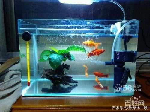 50的魚缸養(yǎng)多大的魚合適：適合50升魚缸的魚種