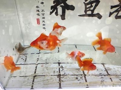 50的魚缸養(yǎng)多大的魚合適：適合50升魚缸的魚種