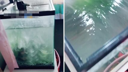 500mm的魚缸是什么意思：500mm的魚缸尺寸 魚缸百科 第3張