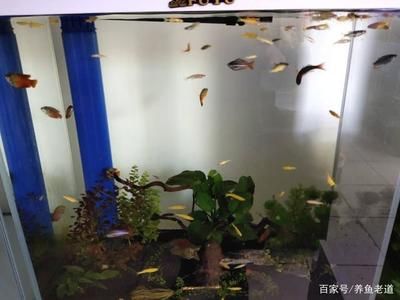 60的底濾魚(yú)缸養(yǎng)什么魚(yú)：60厘米高的底濾魚(yú)缸適合養(yǎng)一些特定種類(lèi)的魚(yú) 魚(yú)缸百科 第2張