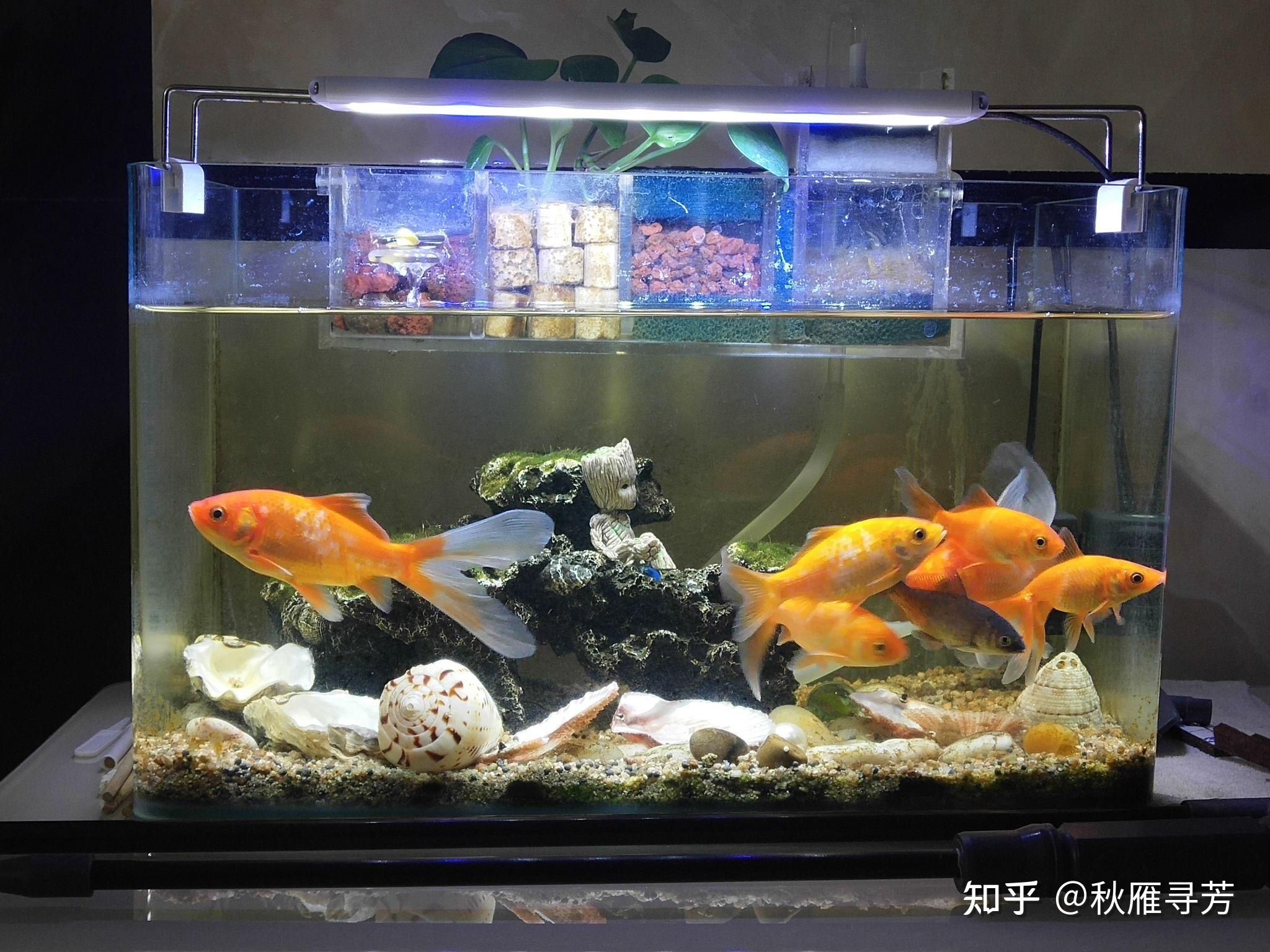 60×45×45的魚缸：60×45×45的魚缸如何做