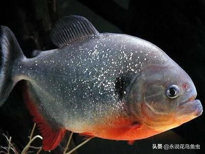 23條魚,每個(gè)魚缸放5條,可以放滿幾個(gè)魚缸：一個(gè)魚缸可以放滿幾個(gè)魚缸，每個(gè)魚缸可以放多少條魚 魚缸百科 第1張