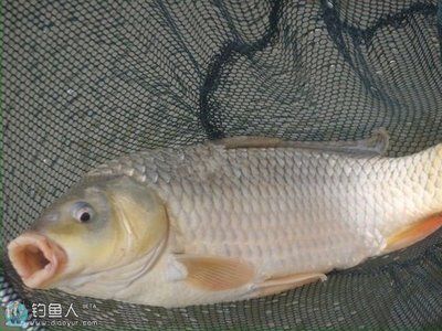 23條魚,每個(gè)魚缸放5條,可以放滿幾個(gè)魚缸：一個(gè)魚缸可以放滿幾個(gè)魚缸，每個(gè)魚缸可以放多少條魚 魚缸百科 第2張