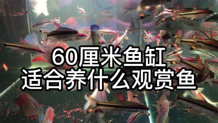 60長的魚缸養(yǎng)幾條多大的魚合適：60厘米的魚缸適合養(yǎng)什么樣的魚 魚缸百科