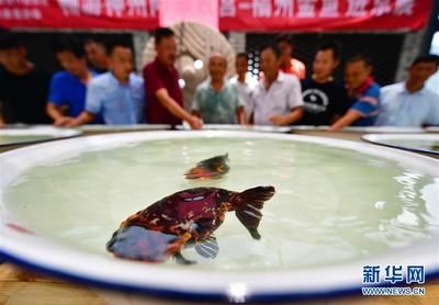 40魚缸養(yǎng)蘭壽：40升水的魚缸適合養(yǎng)殖蘭壽金魚嗎？