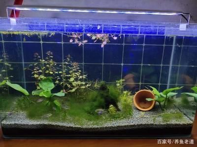 60厘米的魚(yú)缸養(yǎng)多大的魚(yú)好