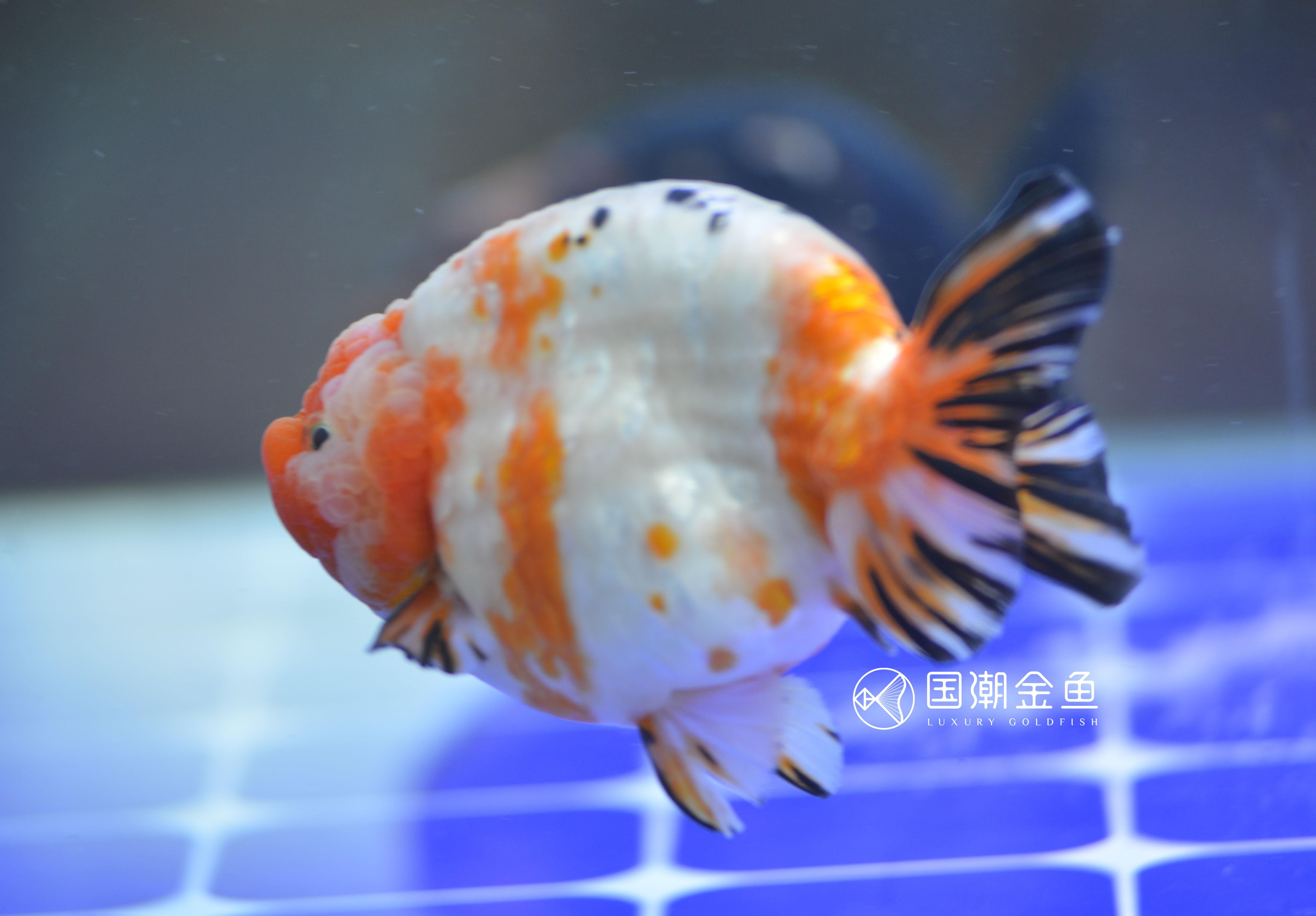 90魚缸可以養(yǎng)多少條金魚：90魚缸適宜飼養(yǎng)金魚數量