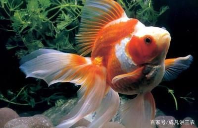 90魚缸可以養(yǎng)多少條金魚：90魚缸適宜飼養(yǎng)金魚數量