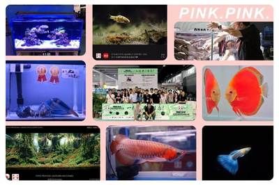 2024寵物水族展：2024山東寵物水族展 魚缸百科 第3張