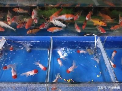 9條錦鯉要多大魚缸呢：如何選擇適合錦鯉的魚缸