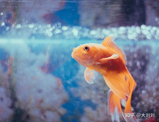 1米的魚缸用多大的加熱棒 魚缸百科 第3張